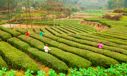Megaklus: landbouwtelling in China