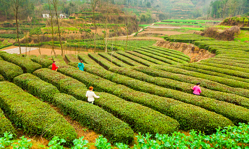 Megaklus: landbouwtelling in China