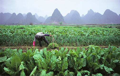 De veranderende cultuur van het Chinese platteland